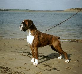 Picture of Boxer (Dysart As If By Magic) - link to 'Dysart Boxers - Introduction