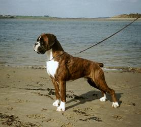 Picture of Boxer (Dysart As If By Magic) - link to 'Dysart Boxers - Introduction