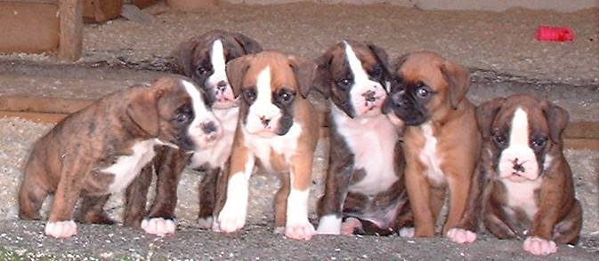 Debspups6wks.jpg