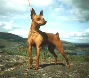 Picture of Miniature Pinscher (Irish Champion Dysart Whiskey Ginger) - link to Min Pin pages